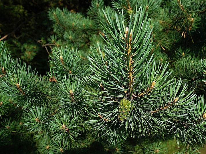 Kiefer – Pinus sylvestris L.