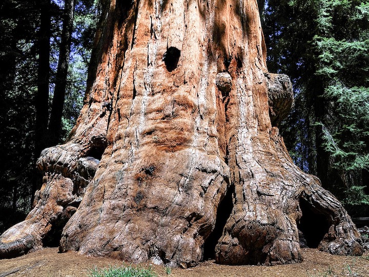Mammutbaum - Sequoiadendron giganteum