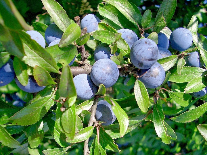 Schlehe – Prunus Spinosa L